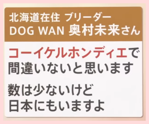 大谷翔平の犬デコピンいつから