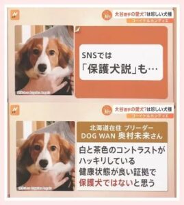 大谷翔平の犬デコピンいつから